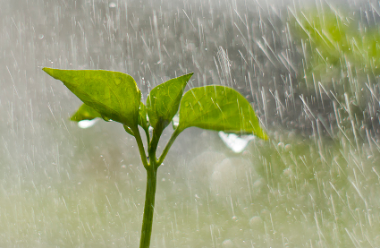Planta hortícola