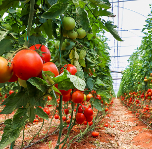 Agricultura ecológica