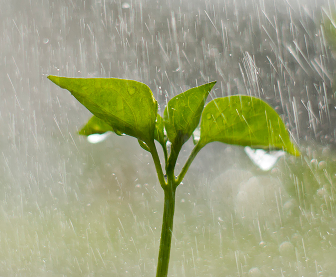 Planta joven recibiendo gotas de lluvia, símbolo de crecimiento y vida nueva.