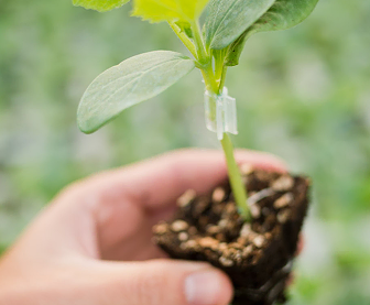 Planta joven injertada en mano, lista para el inicio de cultivo.