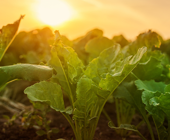 Planta joven con hojas verdes al atardecer en un campo
