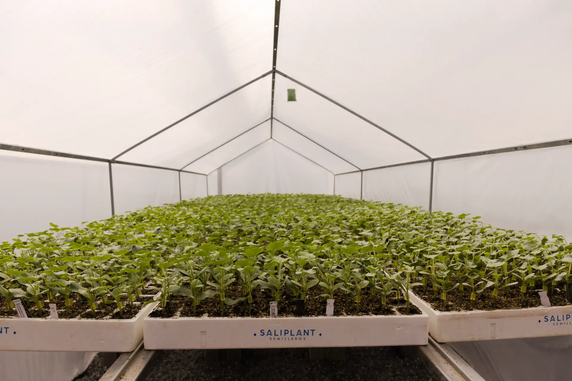 Saliplant 7