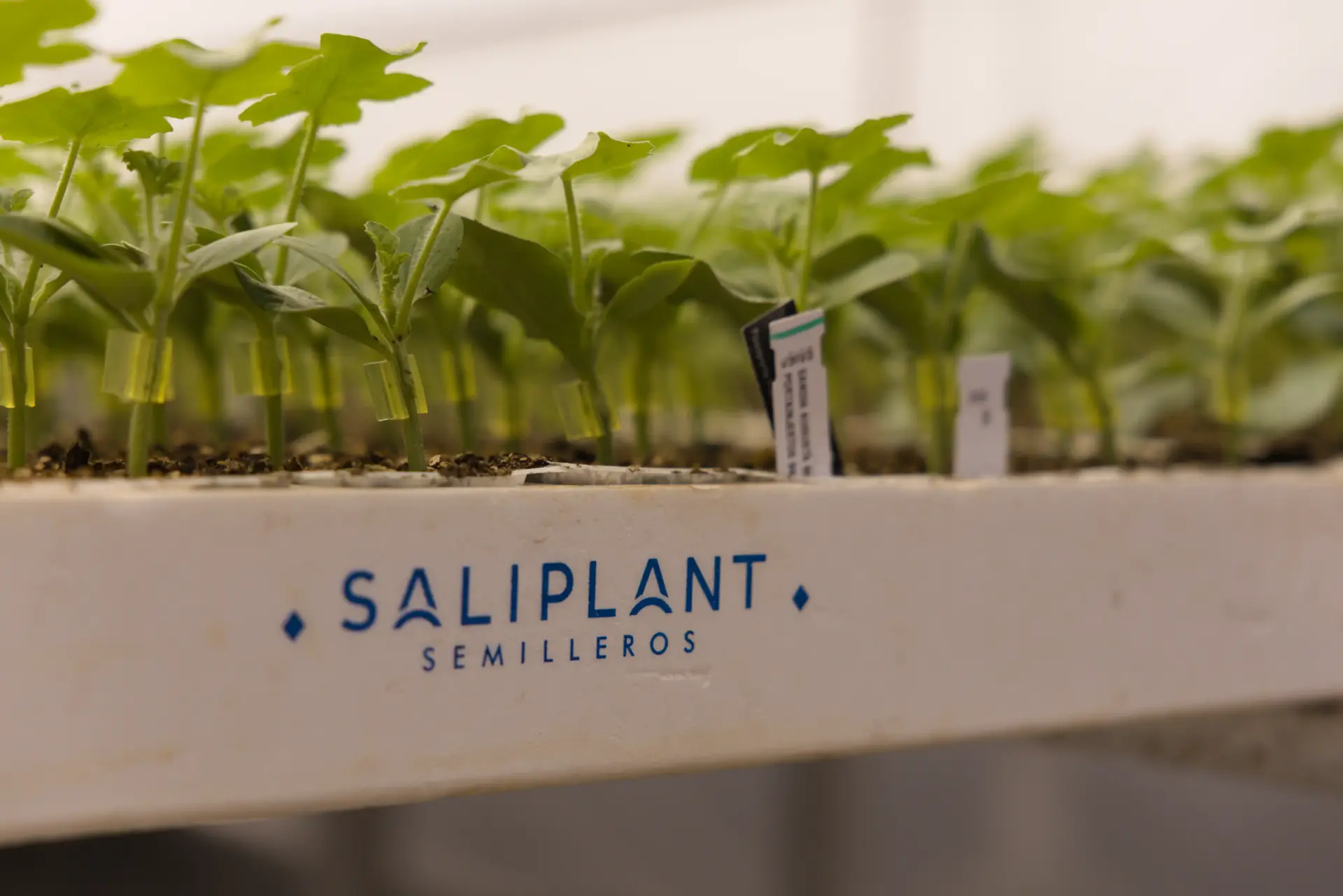 Saliplant 8