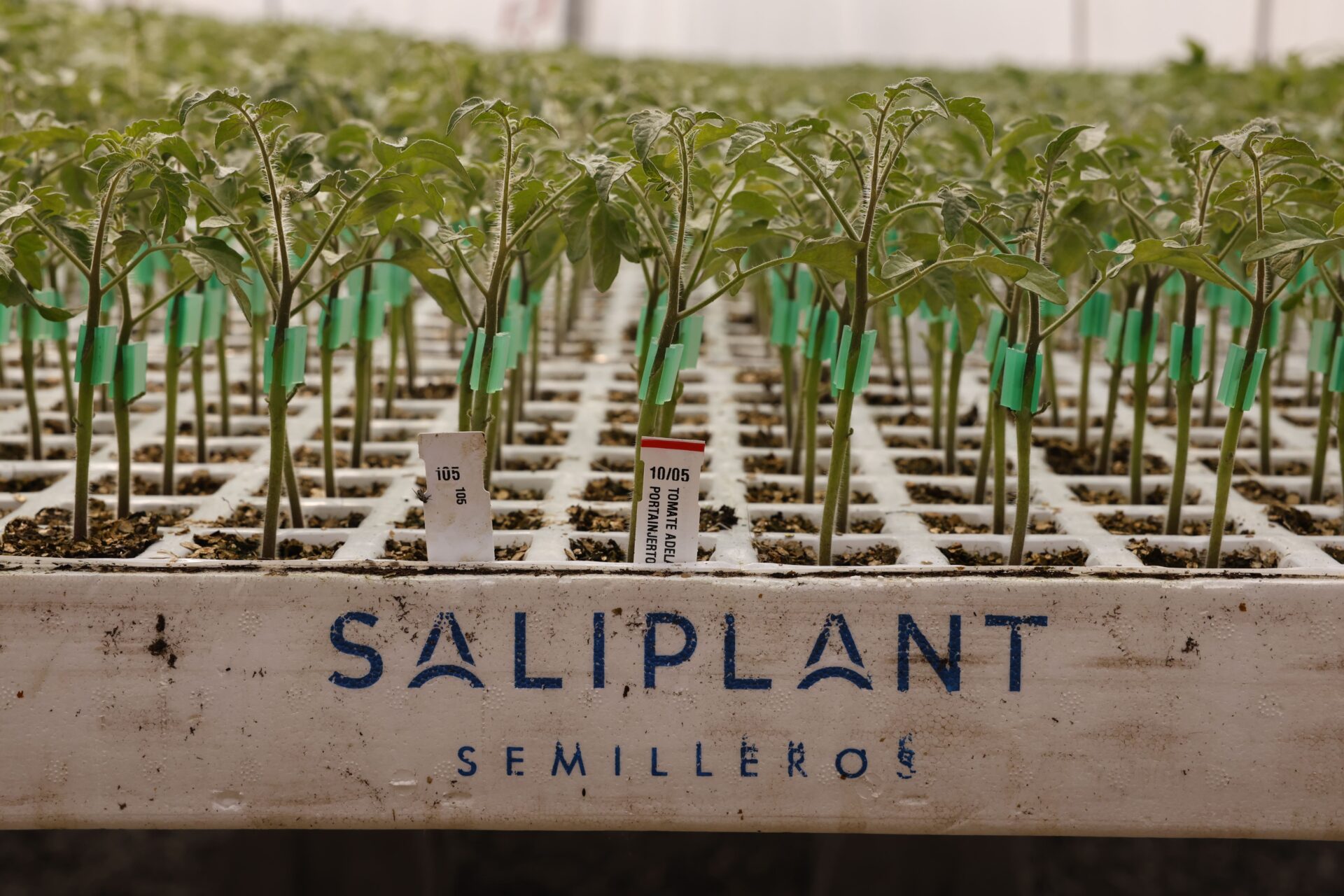Saliplant 6