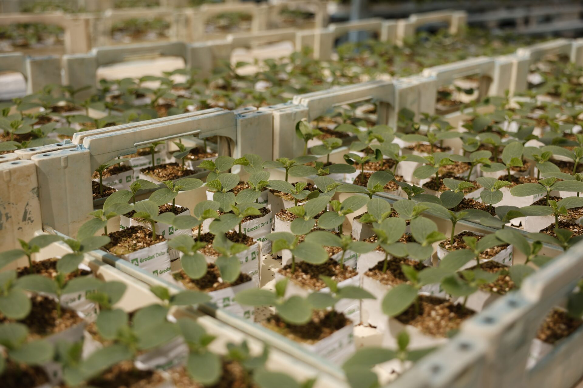 Saliplant 4