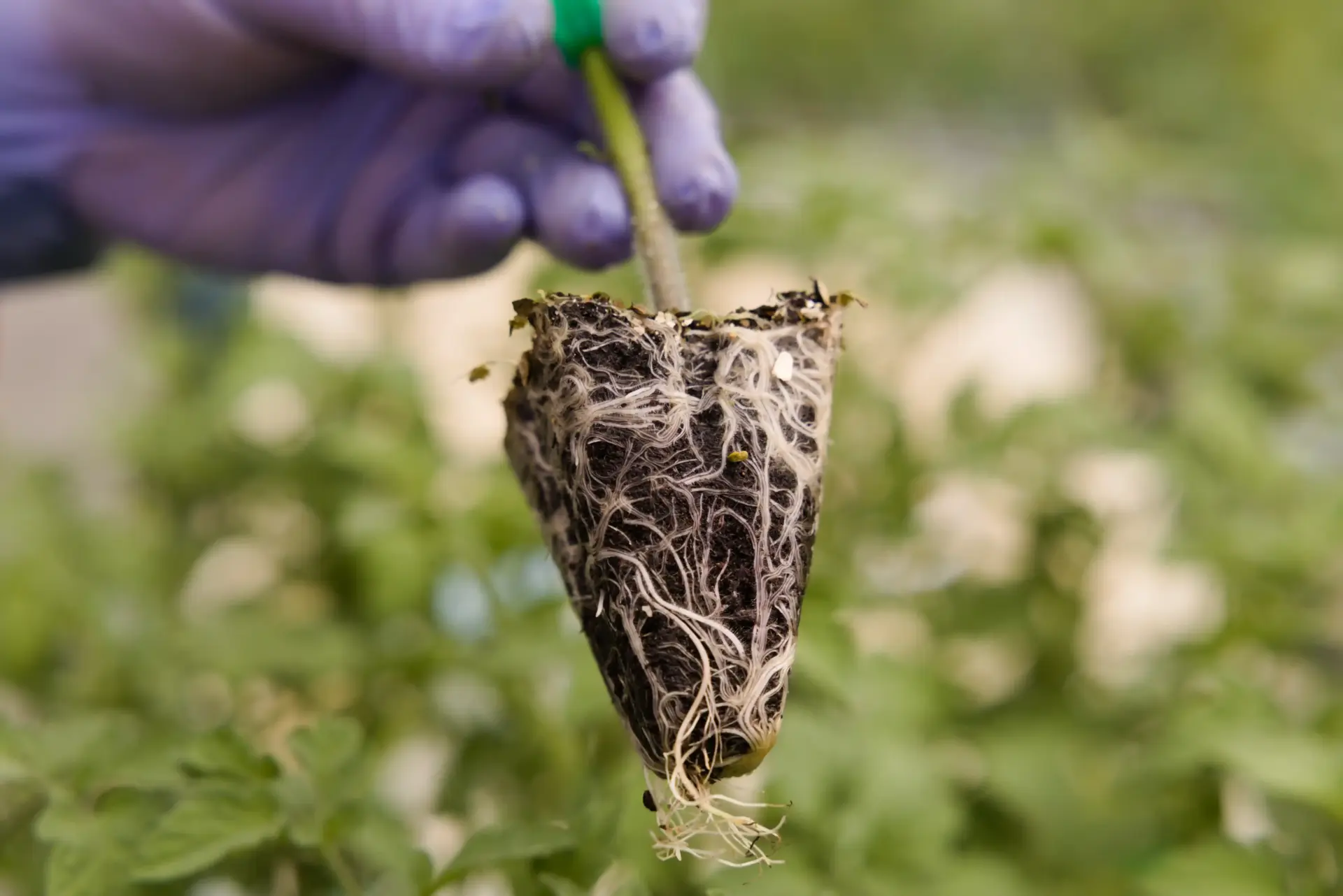 Saliplant 3
