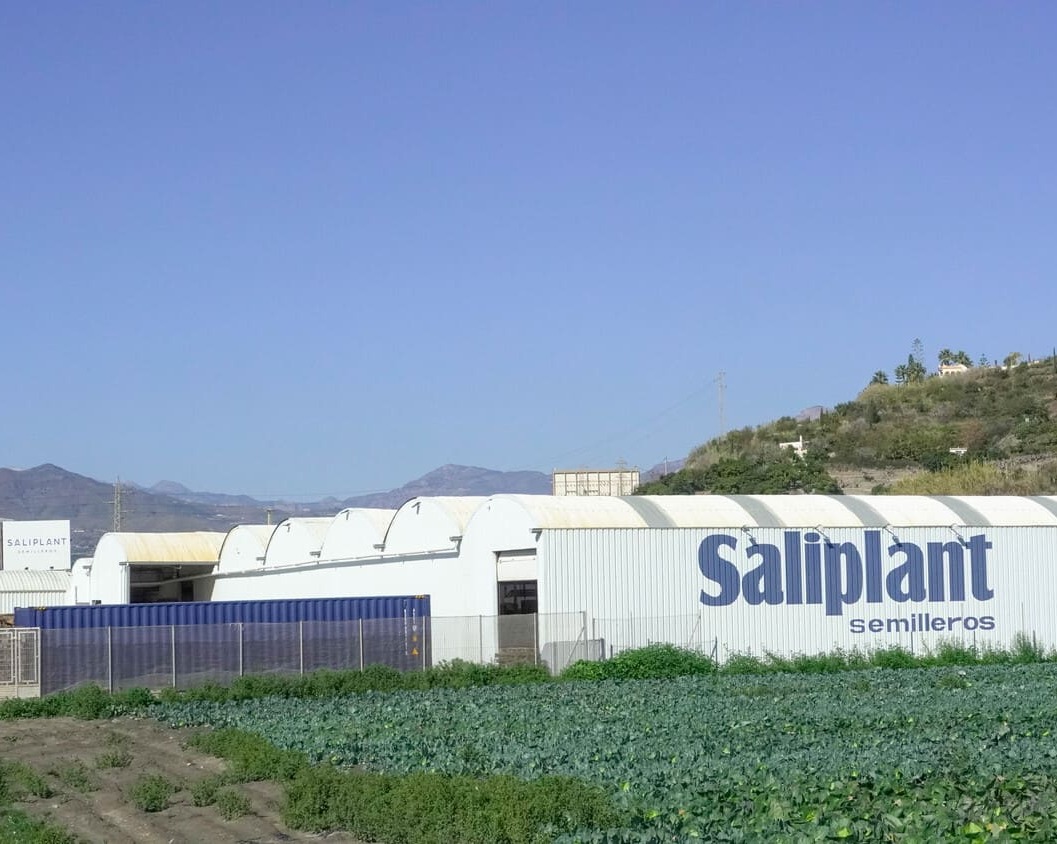 Saliplant 1